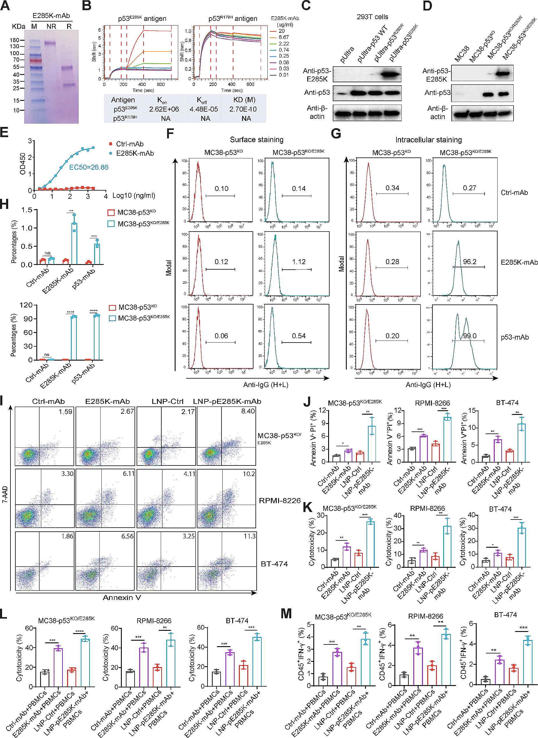 Remodeling of anti-tumor immunity with antibodies targeting a p53 mutant