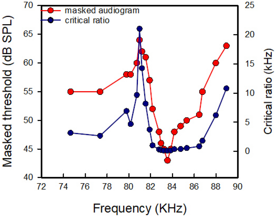 Echolocating Bats Have Evolved Decreased Susceptibility to Noise-Induced Temporary Hearing Losses