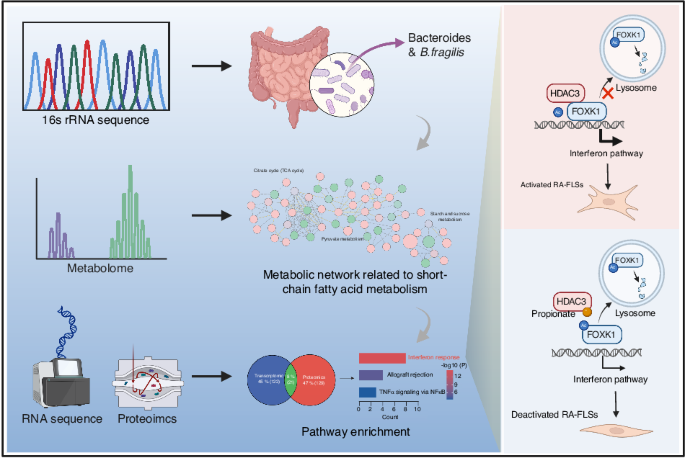 Gut microbial metabolite targets HDAC3-FOXK1-interferon axis in fibroblast-like synoviocytes to ameliorate rheumatoid arthritis