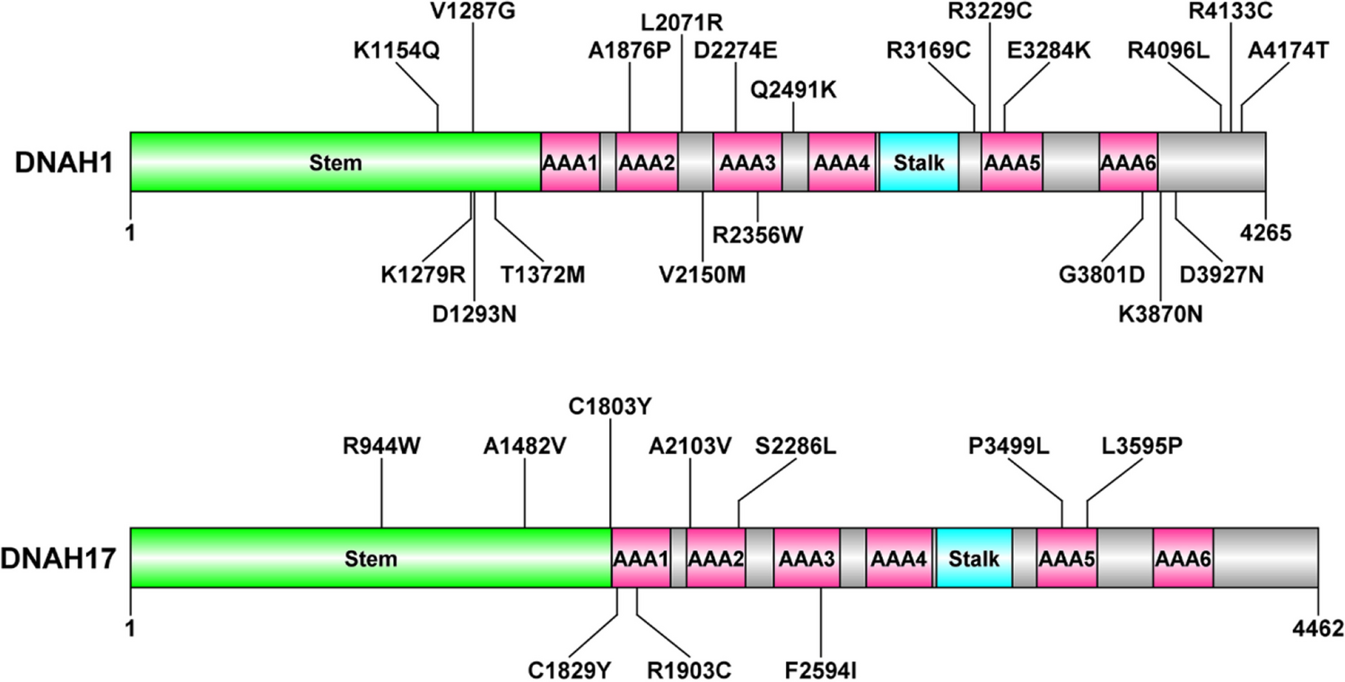 Identification of high-risk non-synonymous SNPs (nsSNPs) in DNAH1 and DNAH17 genes associated with male infertility: a bioinformatics analysis