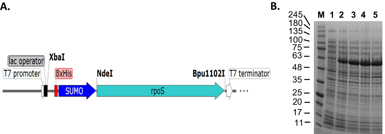 A simple and unified protocol to purify all seven Escherichia coli RNA polymerase sigma factors
