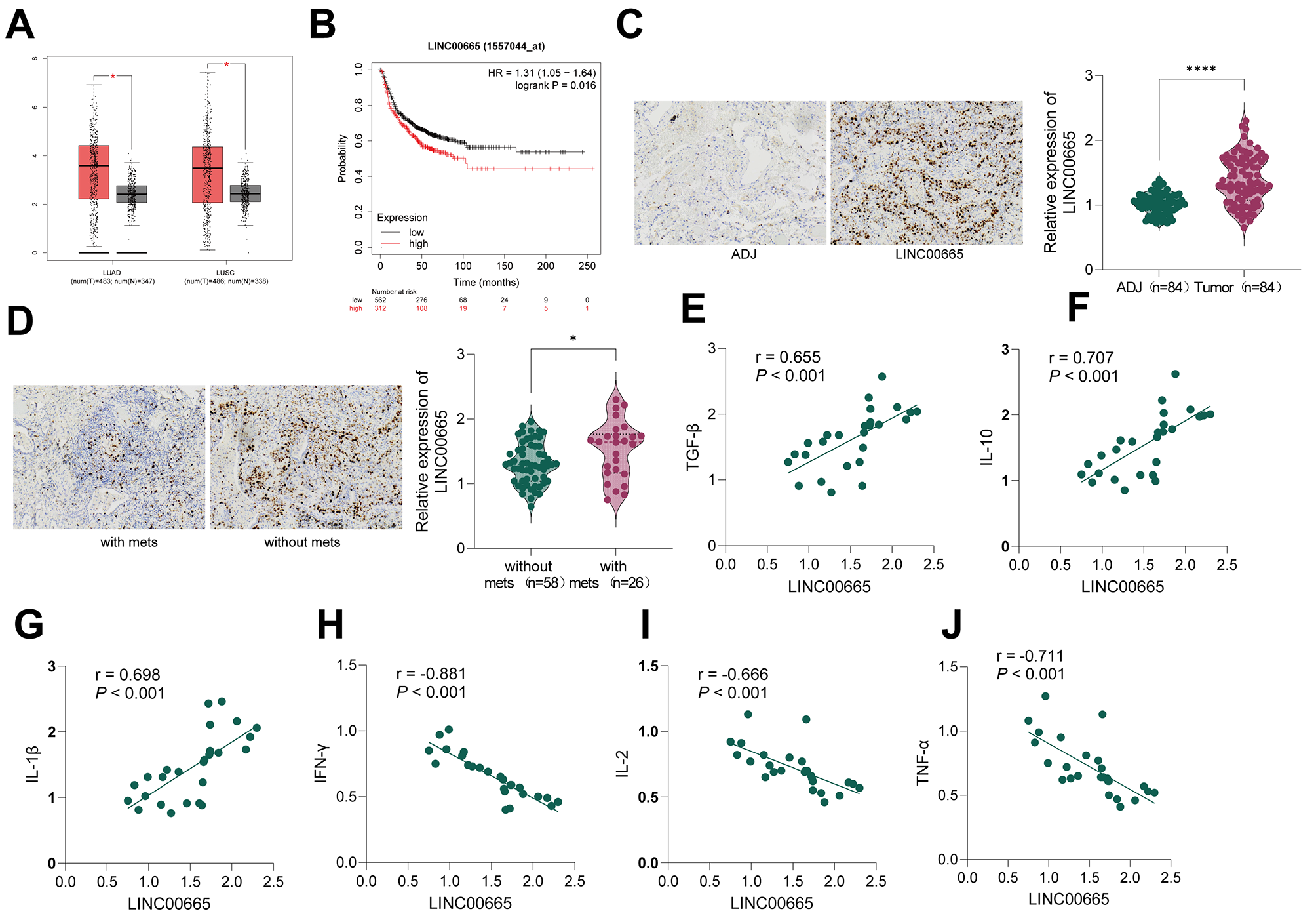 LINC00665 promotes the progression and immune evasion of lung cancer by facilitating the translation of TCF7 protein through dependence on IRES