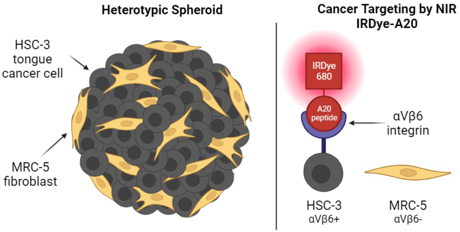 Targeting of 3D oral cancer spheroids by αVβ6 integrin using near-infrared peptide-conjugated IRDye 680