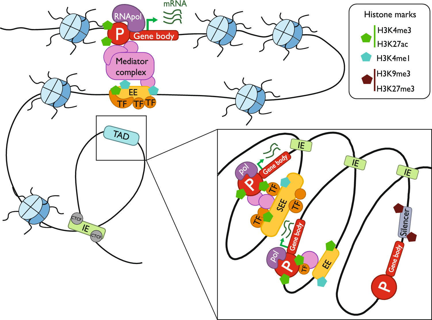 Hidden secrets of the cancer genome: unlocking the impact of non-coding mutations in gene regulatory elements