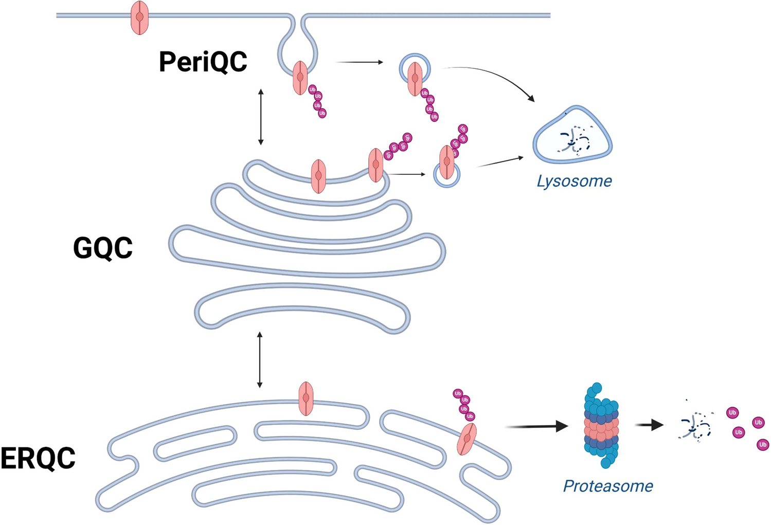 Targeting ubiquitination machinery in cystic fibrosis: Where do we stand?