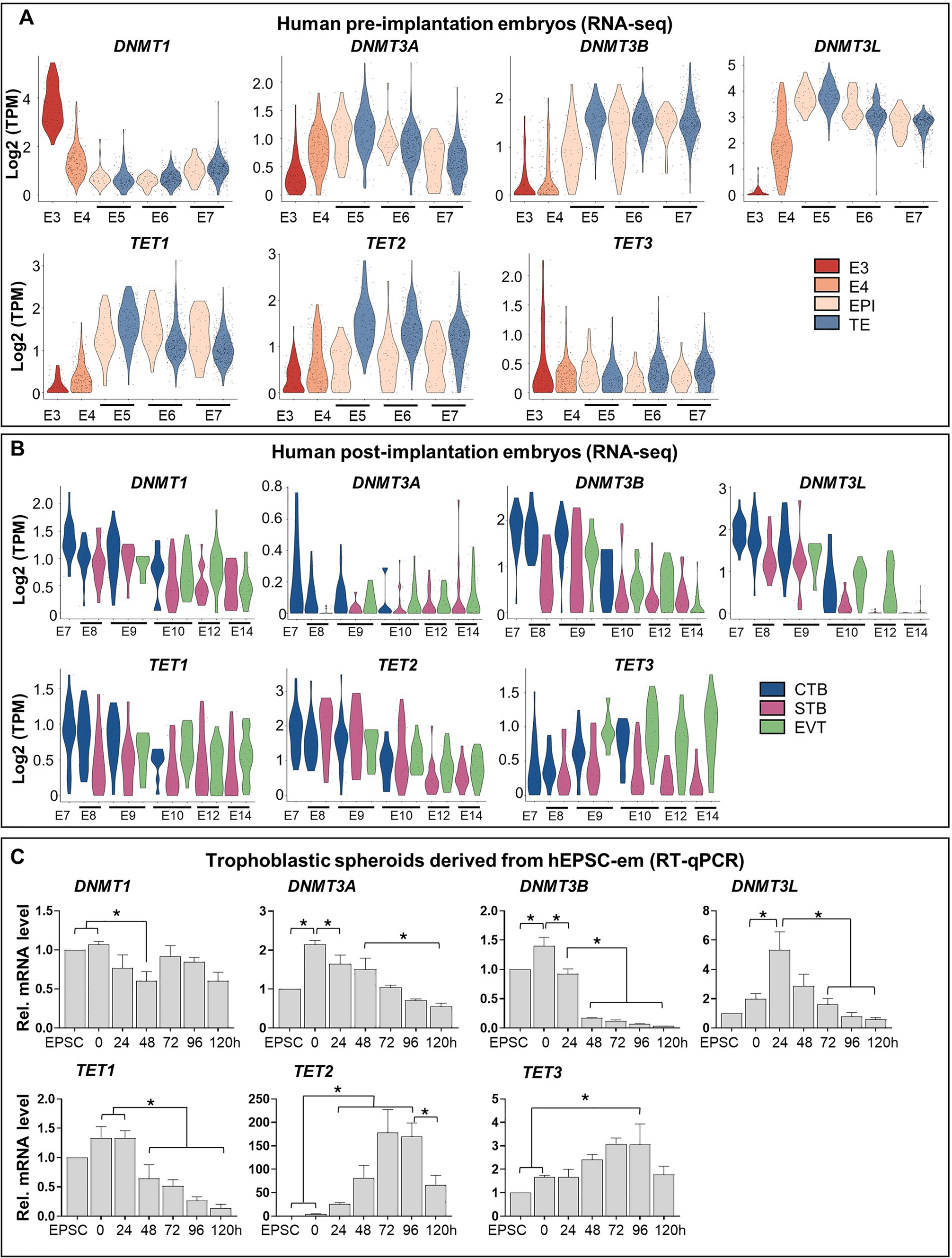 Uncovering the role of TET2-mediated ENPEP activation in trophoblast cell fate determination