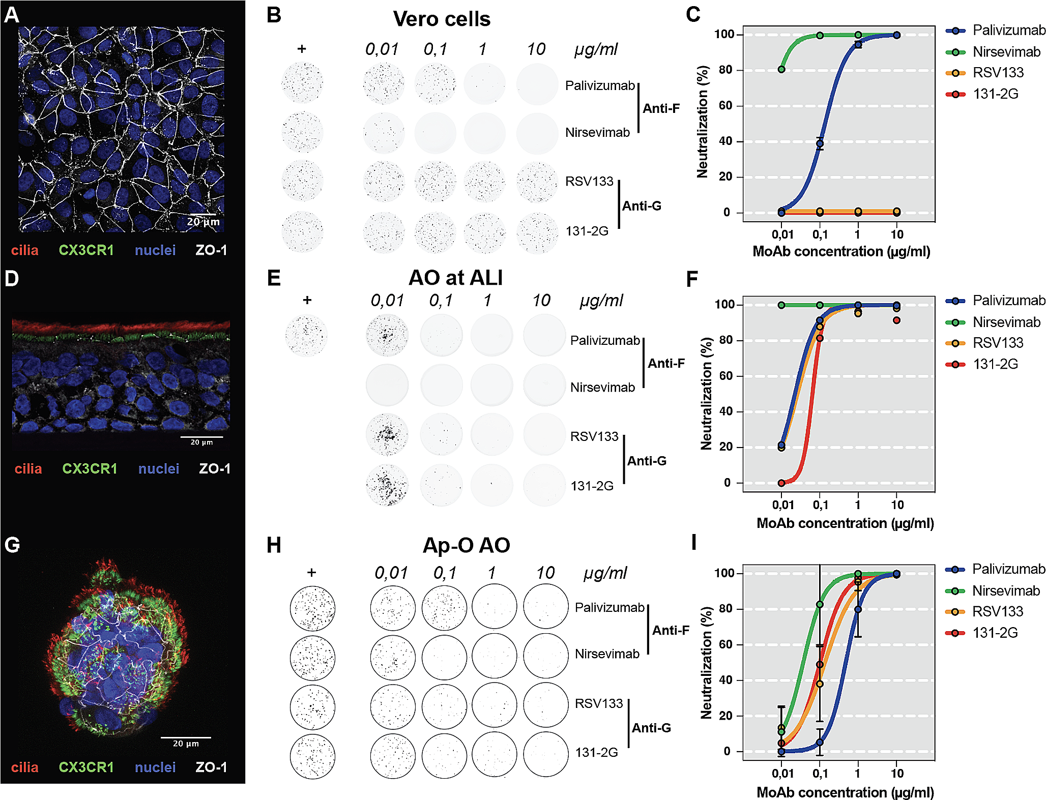 Virus neutralization assays for human respiratory syncytial virus using airway organoids