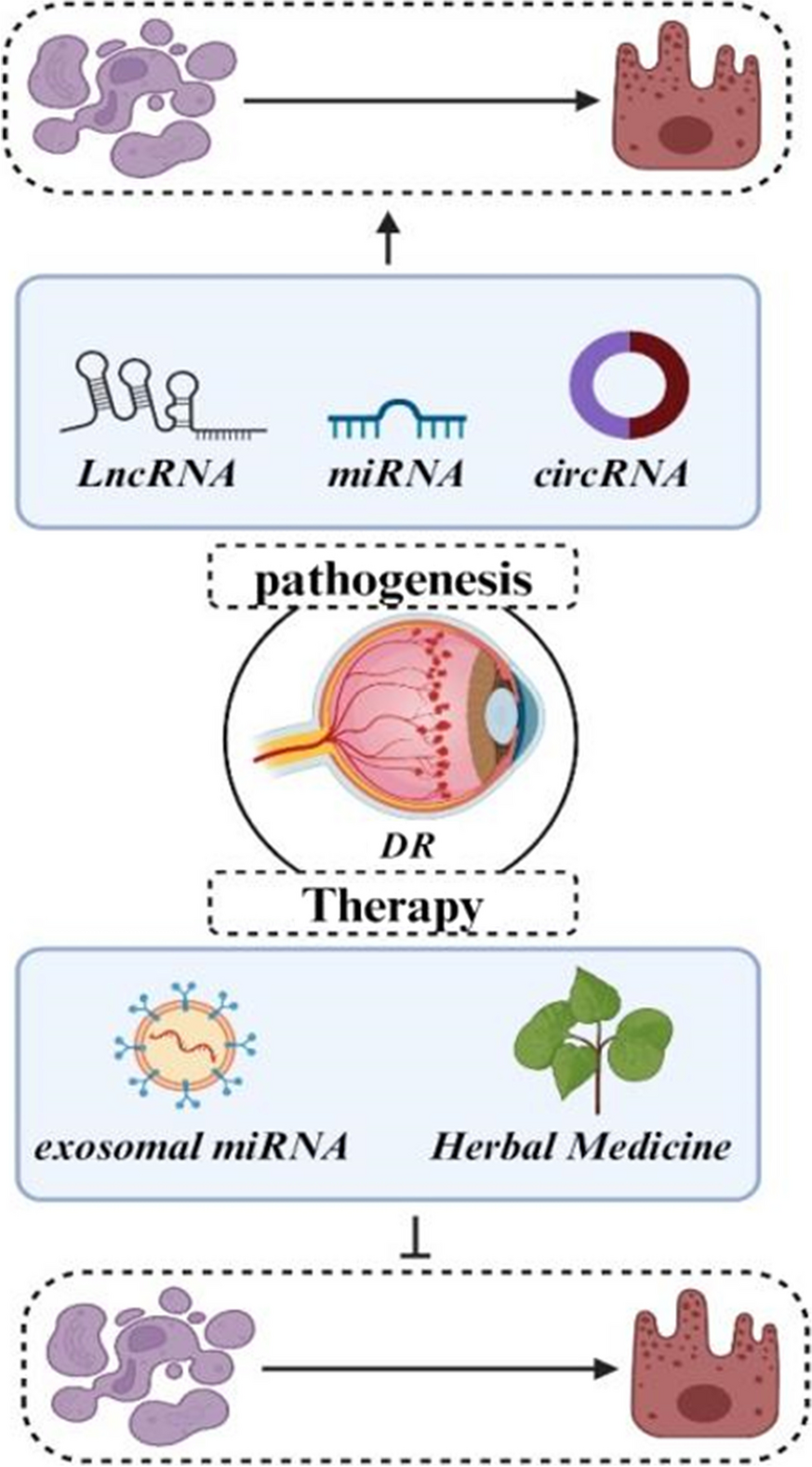 Mechanistic and therapeutic perspectives of non-coding RNA-modulated apoptotic signaling in diabetic retinopathy