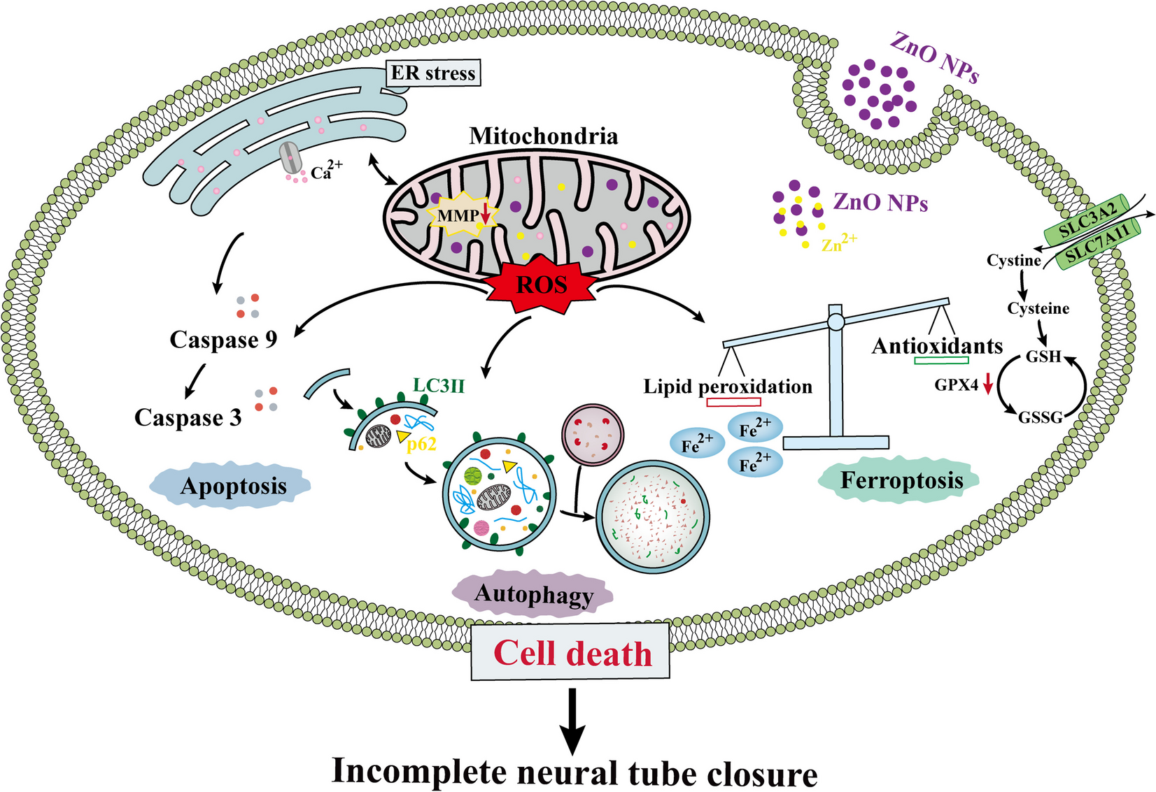 Zinc oxide nanoparticles induces cell death and consequently leading to incomplete neural tube closure through oxidative stress during embryogenesis