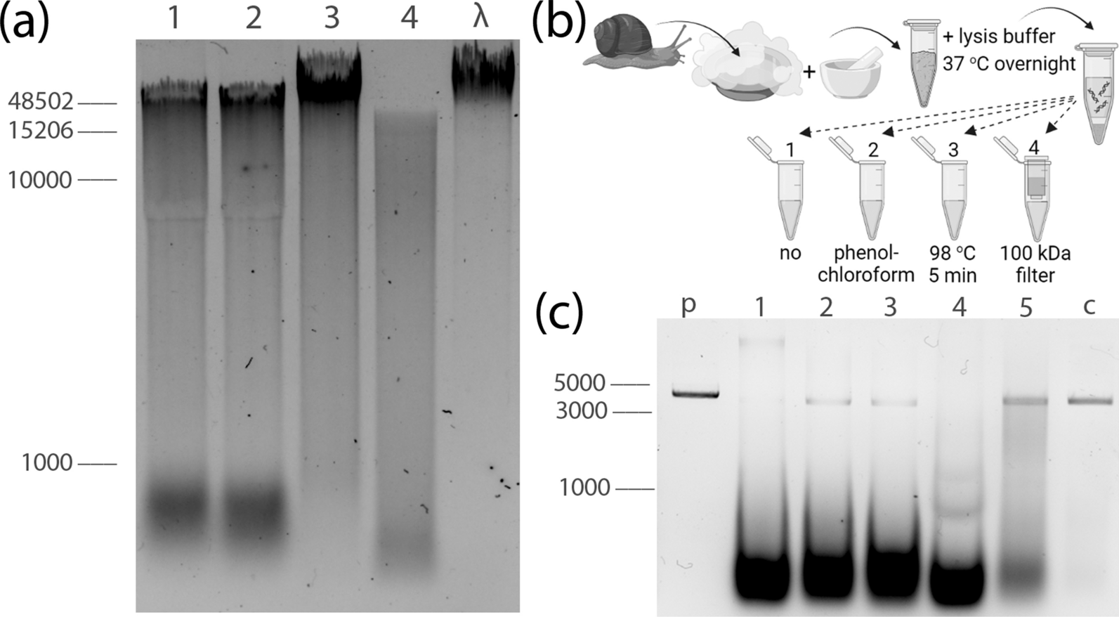 Extraction of genomic DNA for sequencing from snail Helix lucorum