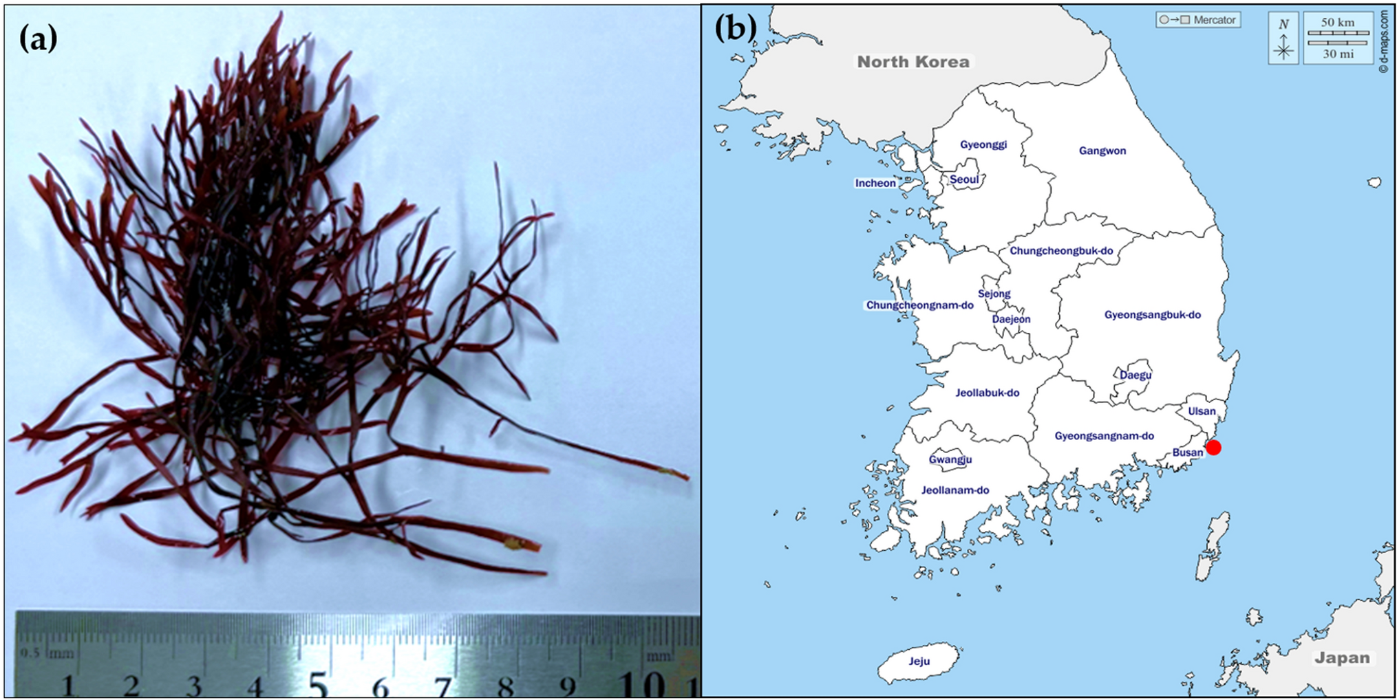 Mitogenome features and phylogenetic analysis of red algae, Grateloupia cornea (Rhodophyta, Halymeniales)
