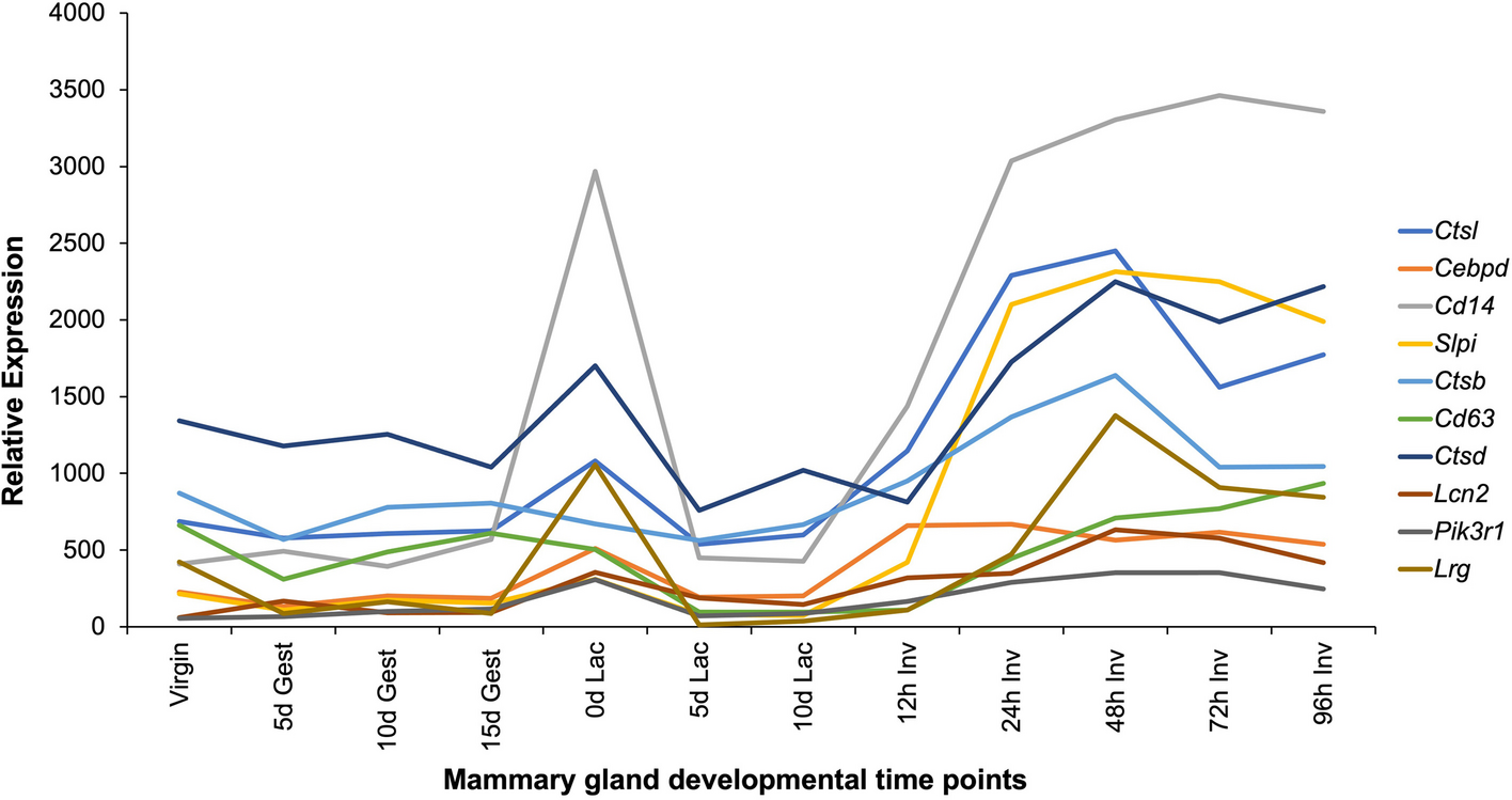 Methods for investigating STAT3 regulation of lysosomal function in mammary epithelial cells