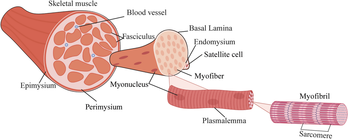 Epigenetic control of skeletal muscle atrophy