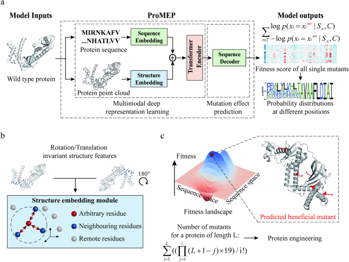 Zero-shot prediction of mutation effects with multimodal deep representation learning guides protein engineering
