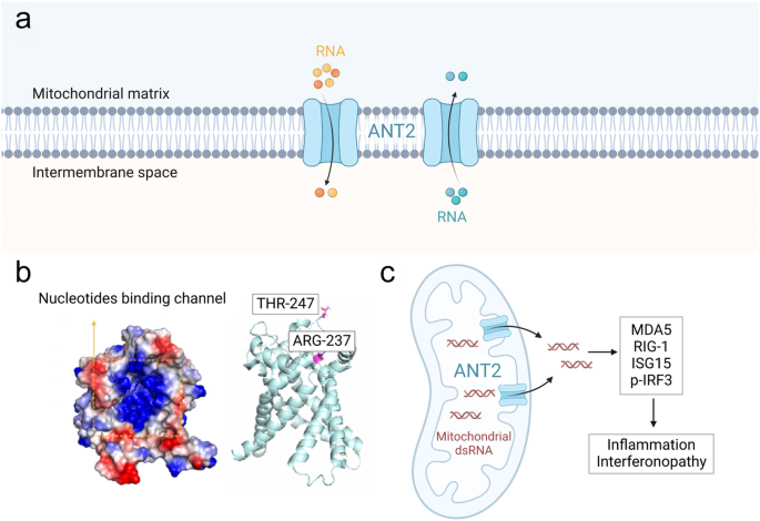 ANT2: the first mammalian mitochondrial RNA transport translocon