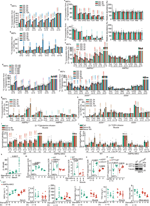 AMPK targets PDZD8 to trigger carbon source shift from glucose to glutamine