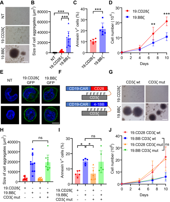 4-1BB-encoding CAR causes cell death via sequestration of the ubiquitin-modifying enzyme A20
