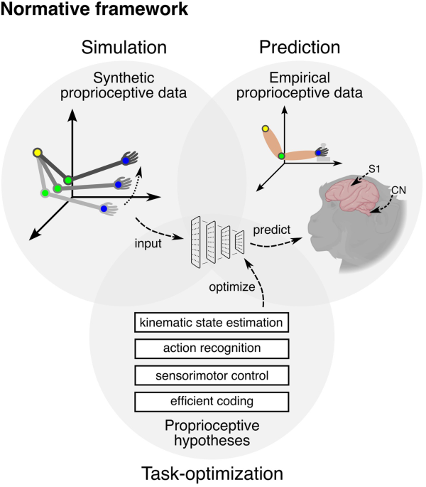 Artificial intelligence meets body sense: task-driven neural networks reveal computational principles of the proprioceptive pathway