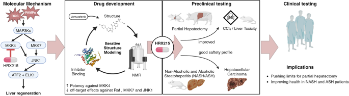 Boosting liver regeneration: kinase inhibitor as a new tool to prevent liver failure