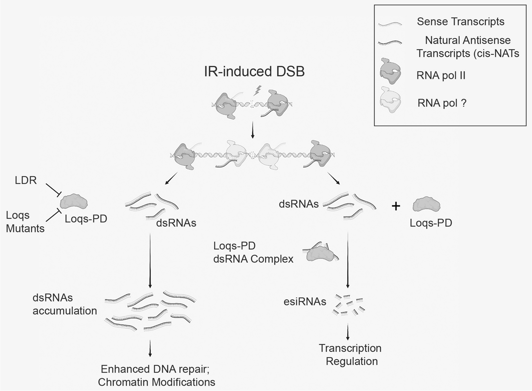 DNA repair in tumor radioresistance: insights from fruit flies genetics