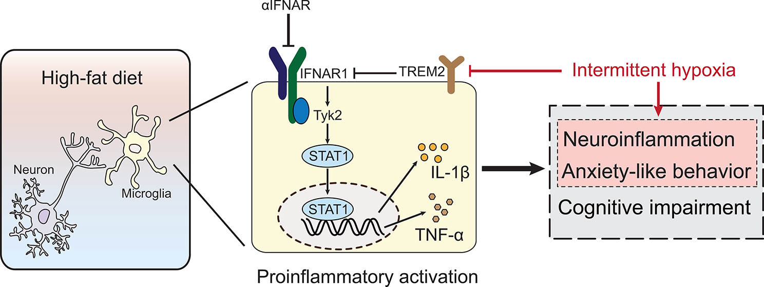 Intermittent hypoxia exacerbates anxiety in high-fat diet-induced diabetic mice by inhibiting TREM2-regulated IFNAR1 signaling