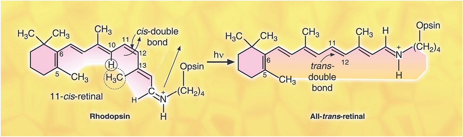 Photochemistry of the retinal chromophore in the process of seeing (vision)