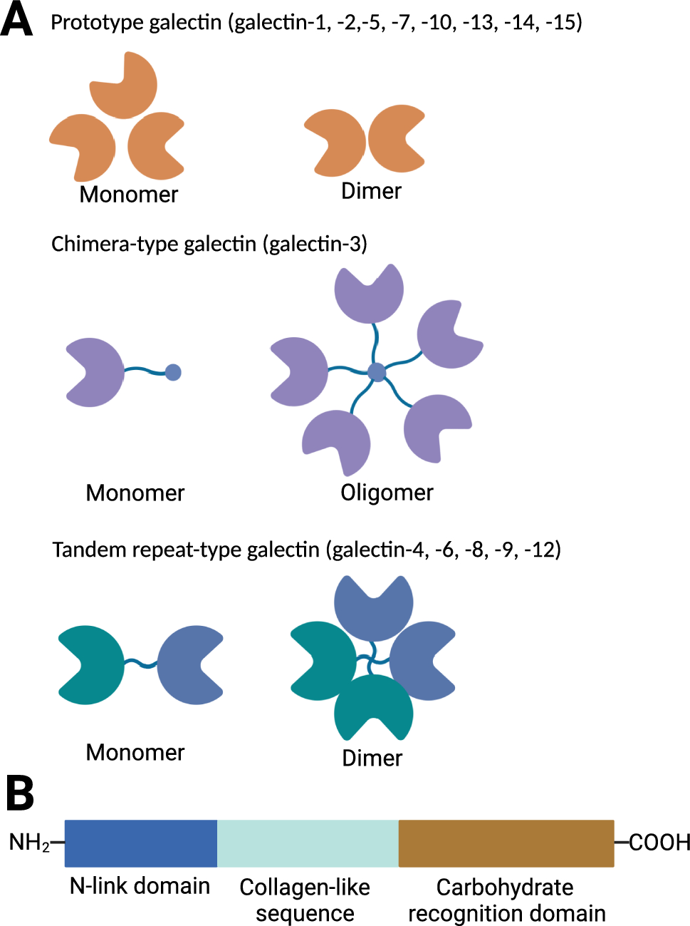 Emerging Roles of Galectin-3 in Pulmonary Diseases