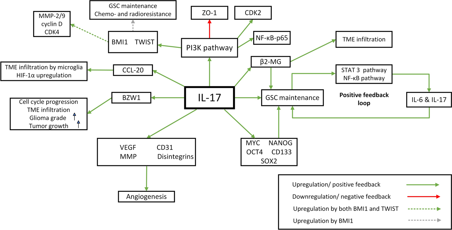 The role of IL-17 in the pathogenesis and treatment of glioblastoma—an update on the state of the art and future perspectives