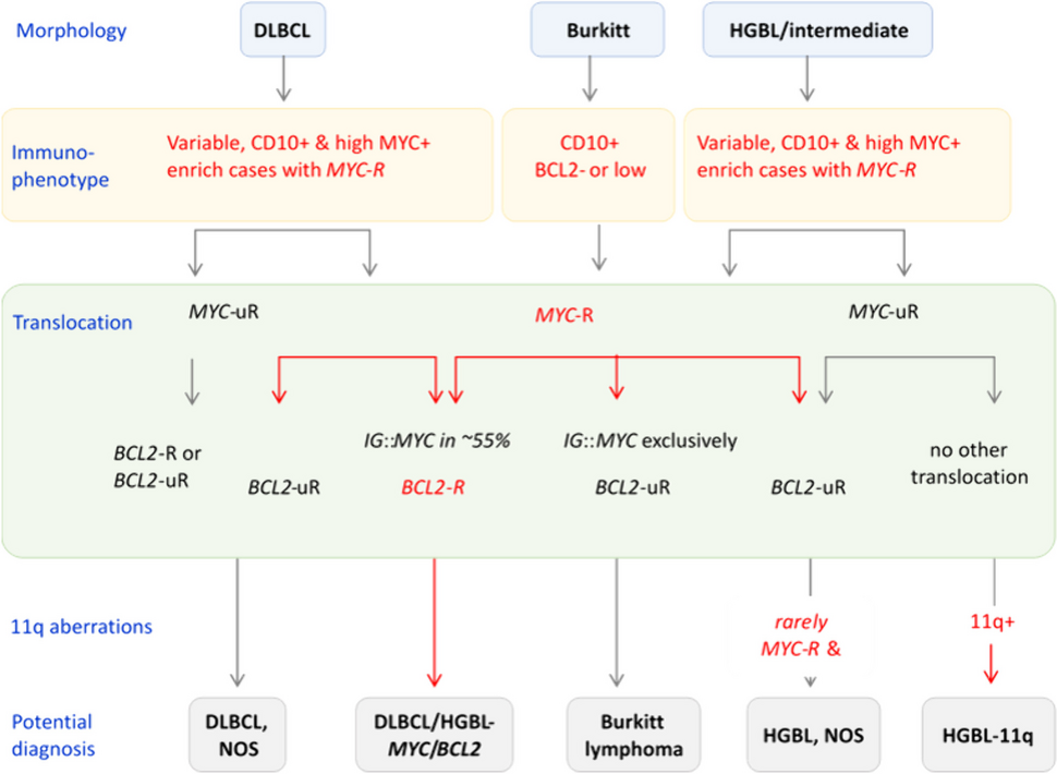 What is new in the 5th edition of the World Health Organization classification of mature B and T/NK cell tumors and stromal neoplasms?