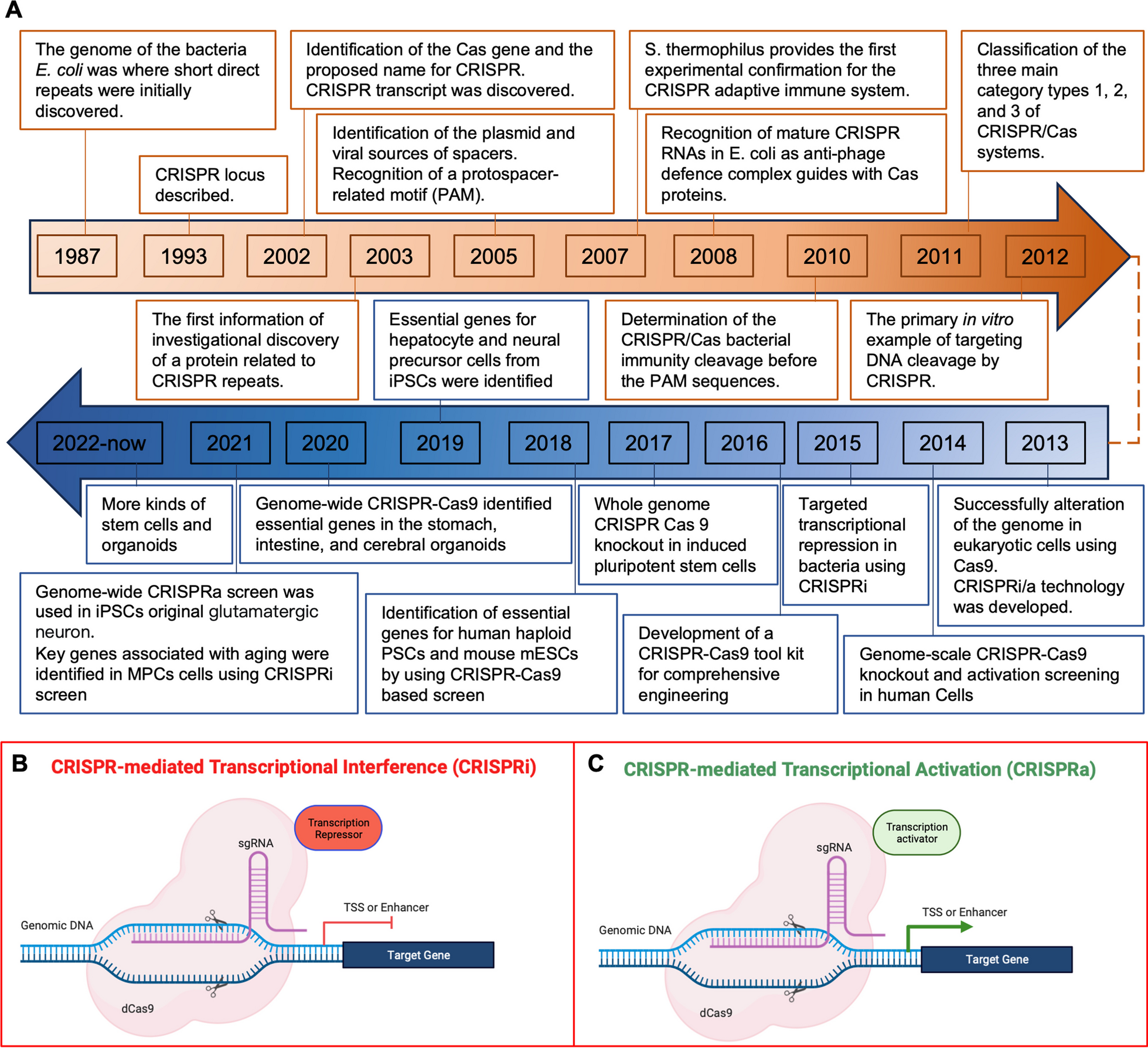 Genome-scale CRISPR-Cas9 screening in stem cells: theories, applications and challenges