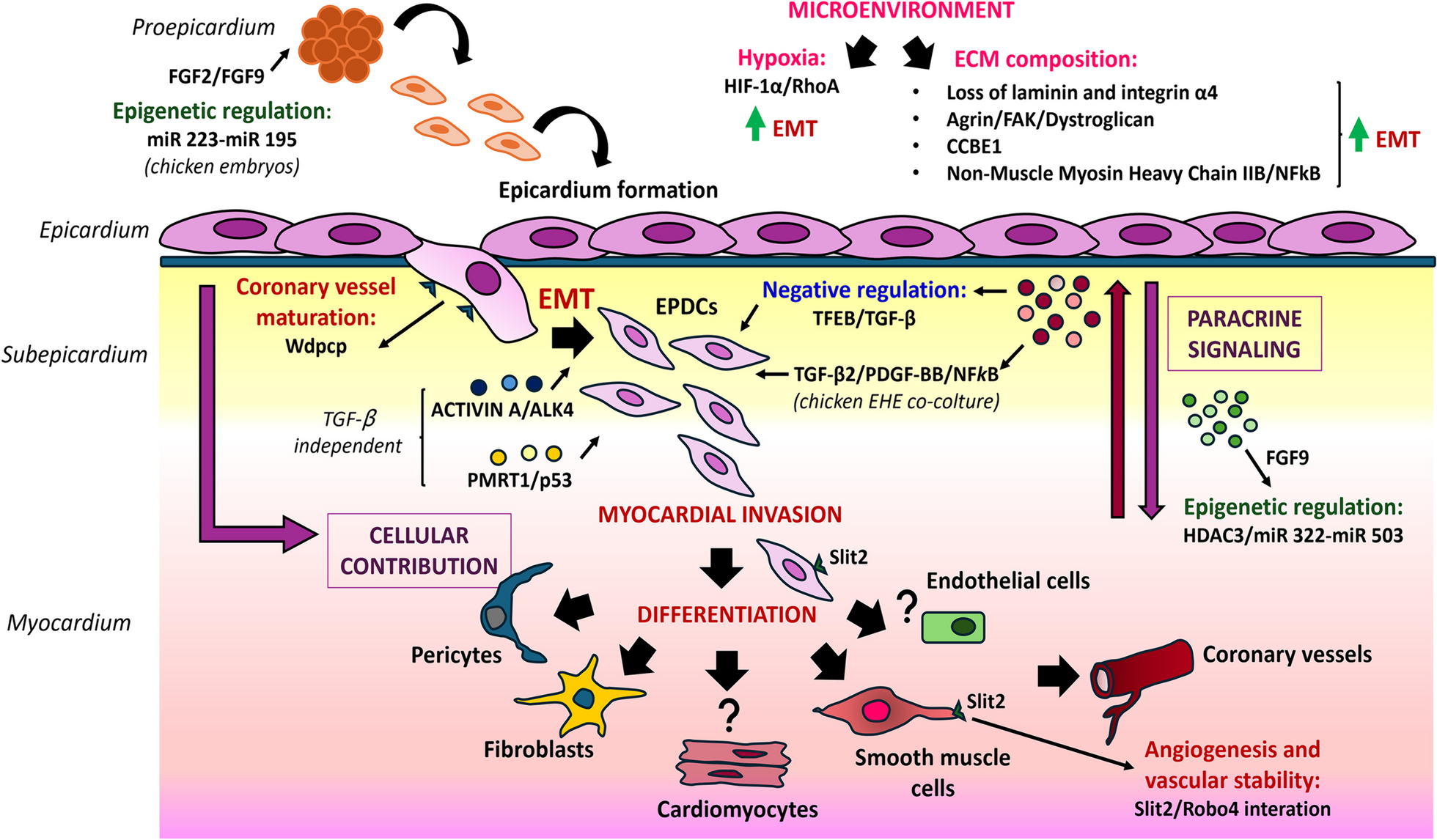Epicardial EMT and cardiac repair: an update