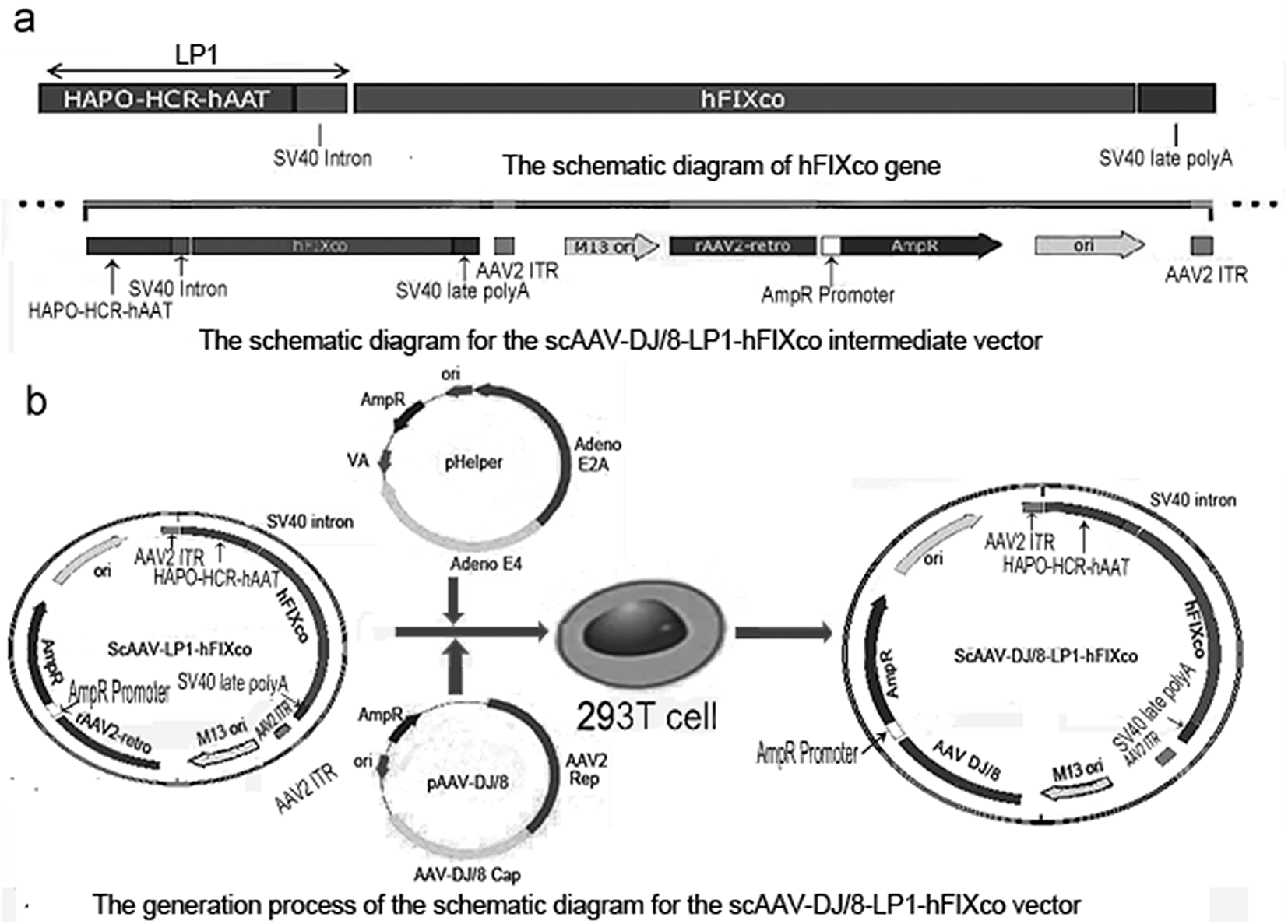 Human umbilical cord mesenchymal stem cell-based gene therapy for hemophilia B using scAAV-DJ/8-LP1-hFIXco transduction