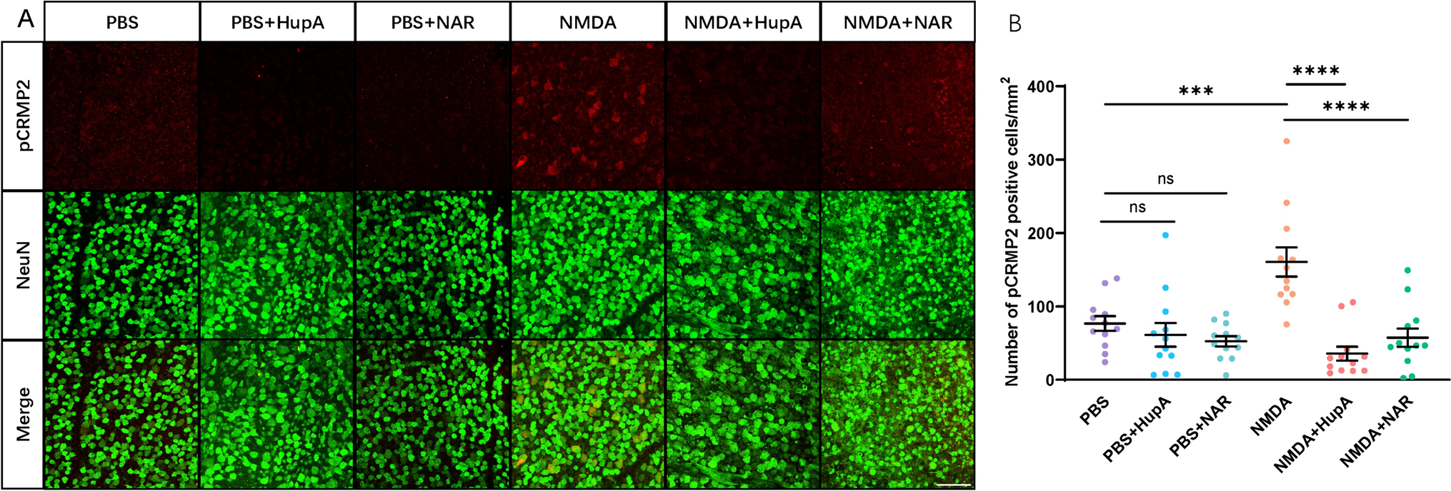 Drug Treatment Attenuates Retinal Ganglion Cell Death by Inhibiting Collapsin Response Mediator Protein 2 Phosphorylation in Mouse Models of Normal Tension Glaucoma
