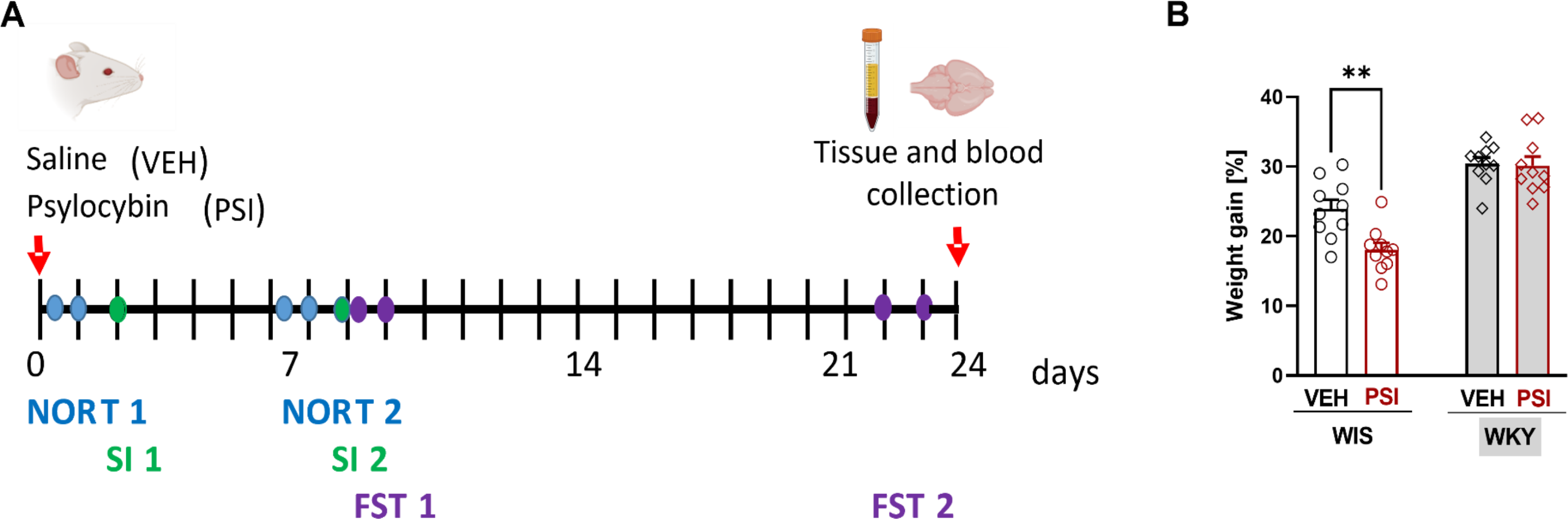 Unraveling psilocybin’s therapeutic potential: behavioral and neuroplasticity insights in Wistar-Kyoto and Wistar male rat models of treatment-resistant depression