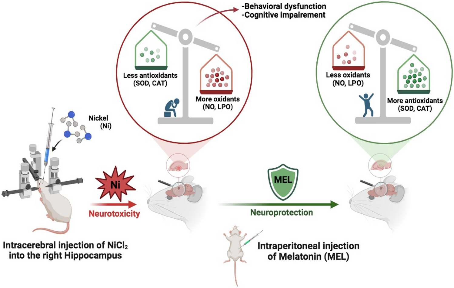 Melatonin is a Neuroprotective and Antioxidant Agent against Neurotoxicity Induced by an Intrahippocampal Injection of Nickel in Rats