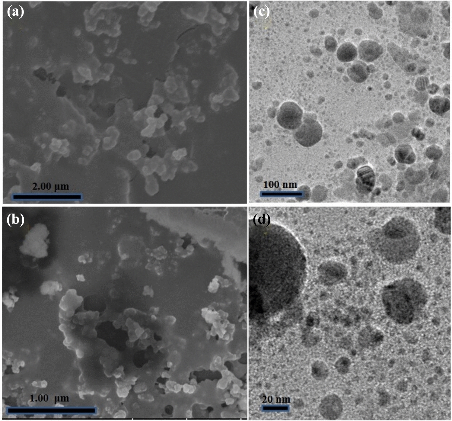 Author Correction: Enhanced bactericidal action and dye degradation of spicy roots’ extract-incorporated fine-tuned metal oxide nanoparticles