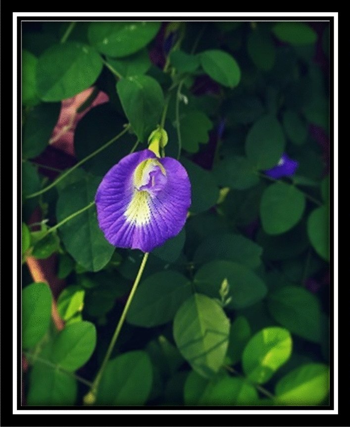Green, affordable, and unprecedented photoluminescence investigation on white emission of Y2O3:Clitoria ternatea floral extract complex to replace conventional Dy3+ doping for wLED