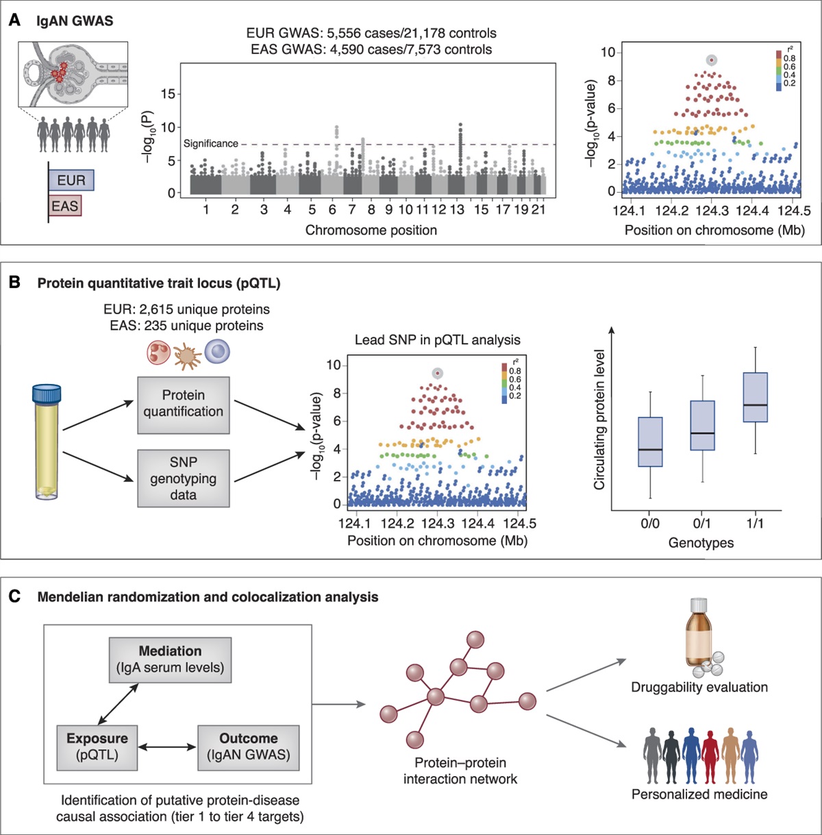 Mendelian Randomization Unveils Drug Targets for IgA Nephropathy