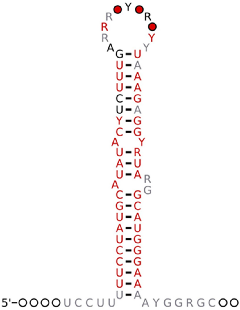 MiRNA-202 Role in Reproductive System and Gynecological Cancers