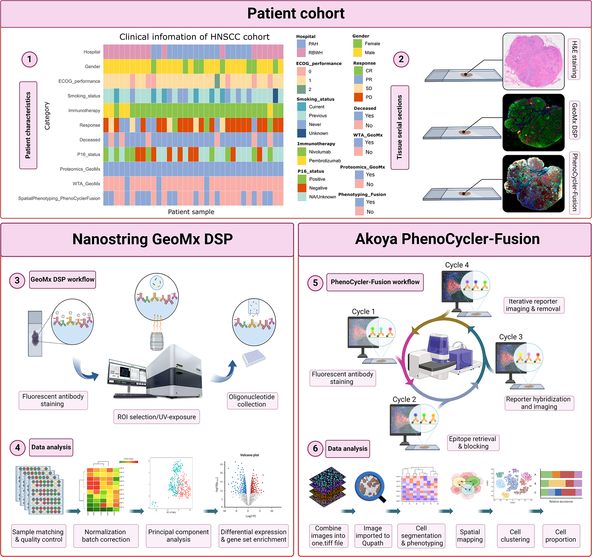 Spatial dynamics of tertiary lymphoid aggregates in head and neck cancer: insights into immunotherapy response