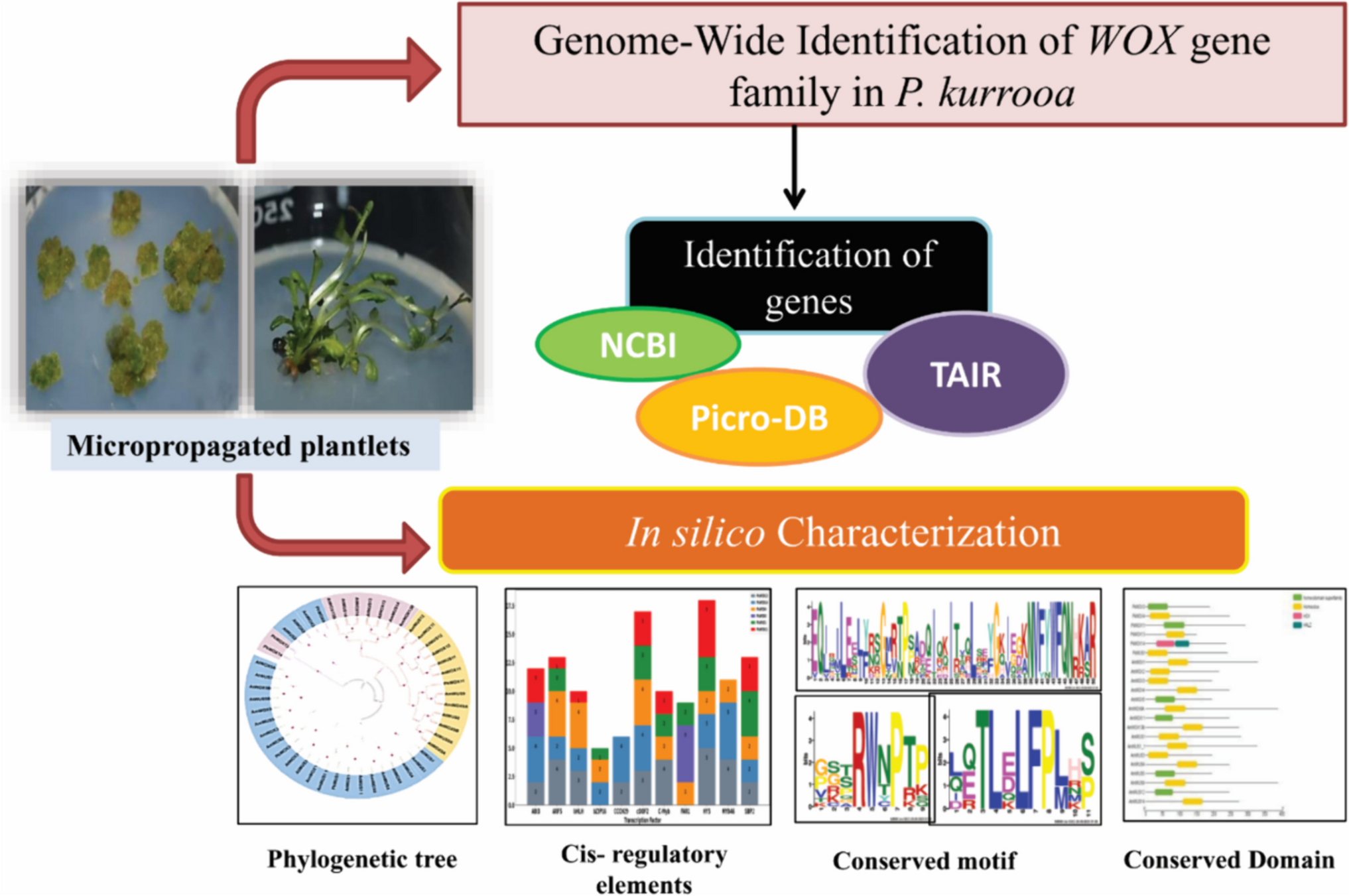Genome-wide identification of WUSHEL-related homeobox genes reveals their differential regulation during cold stress and in vitro organogenesis in Picrorhiza kurrooa Royle ex Benth.