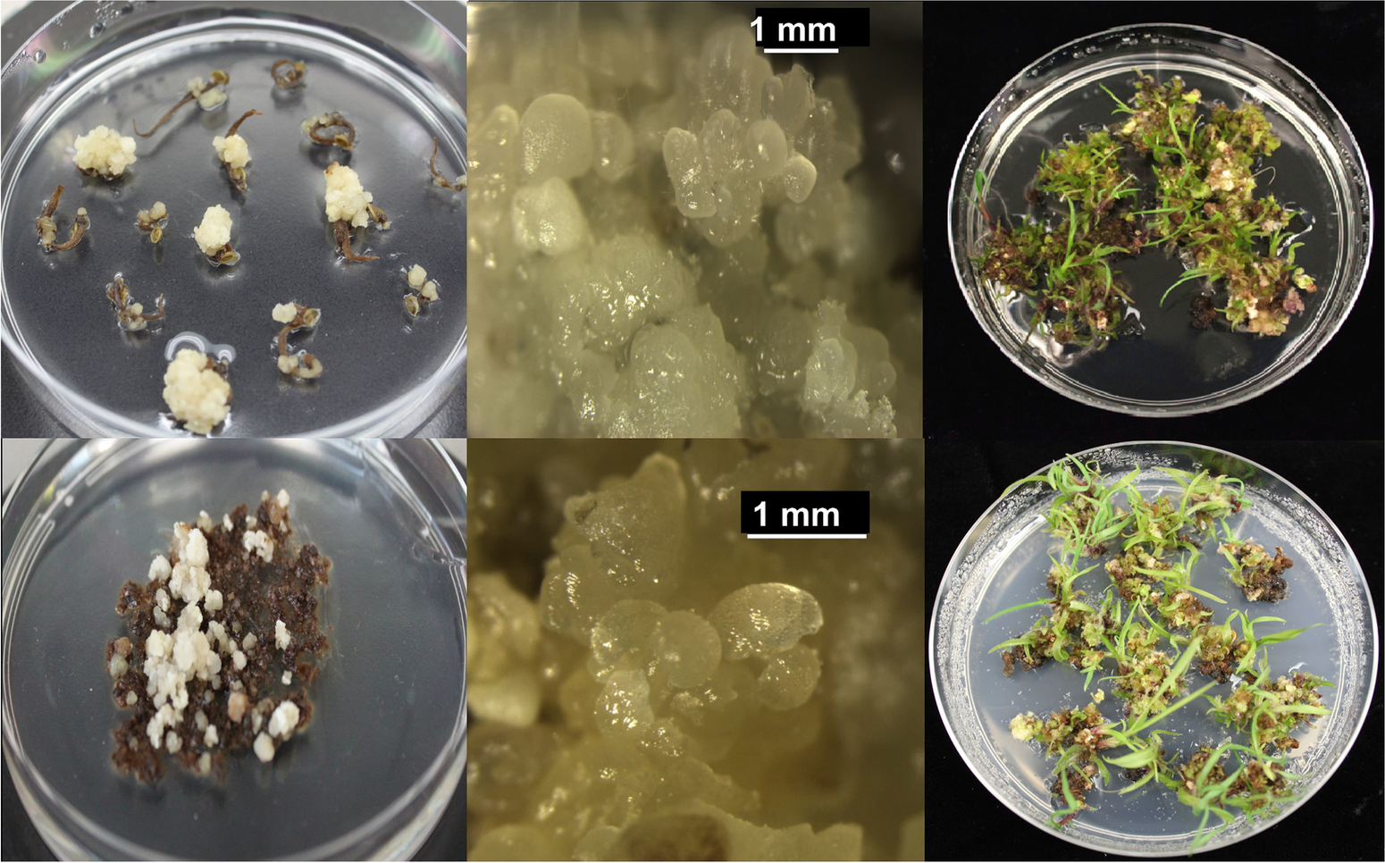 Tissue culture and high-efficiency transformation in an apomictic initial variety of Paspalum notatum Flüggé