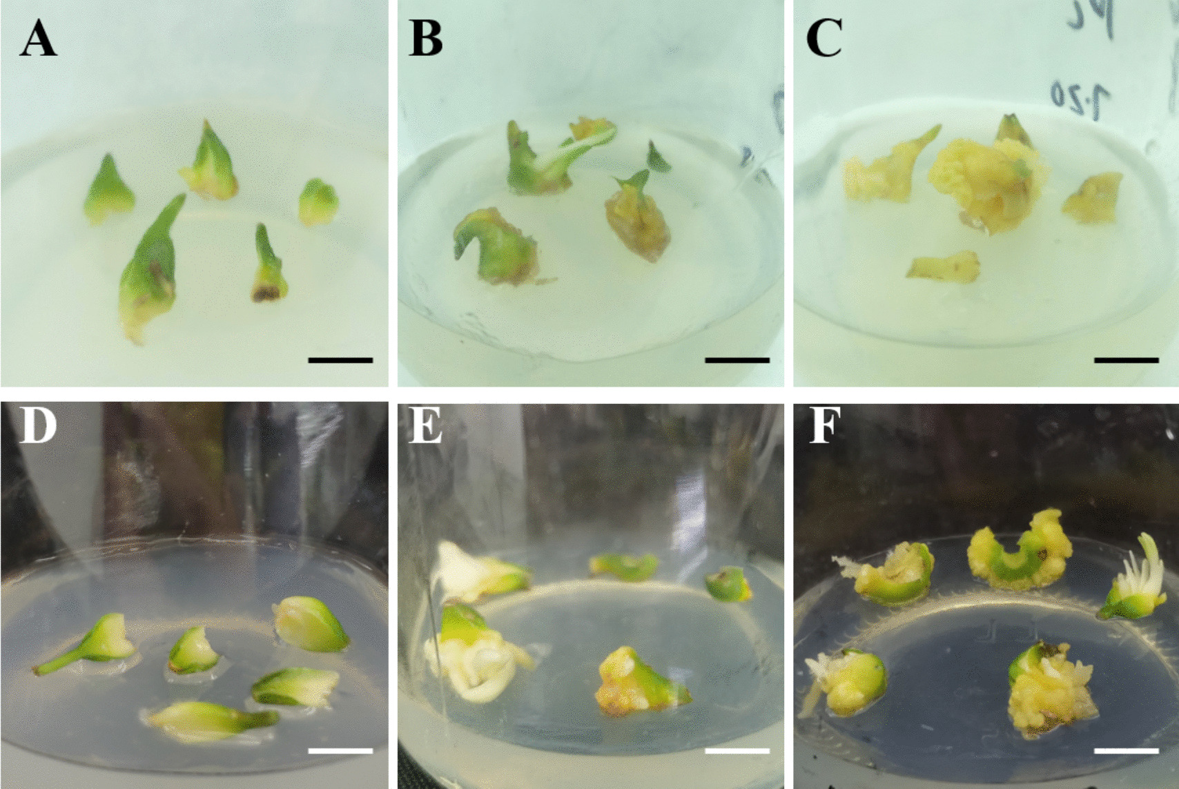 Establishment of an efficient regeneration system and in vitro polyploid induction based on the bulblet centre in Lilium rosthornii Diels