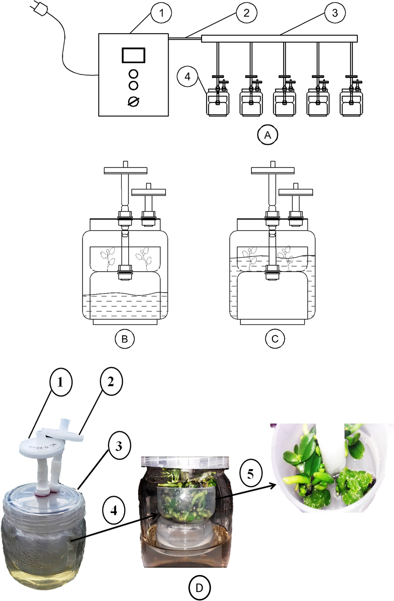 Enhancing Phalaenopsis orchid production: a comparative study of permanent and temporary immersion bioreactors