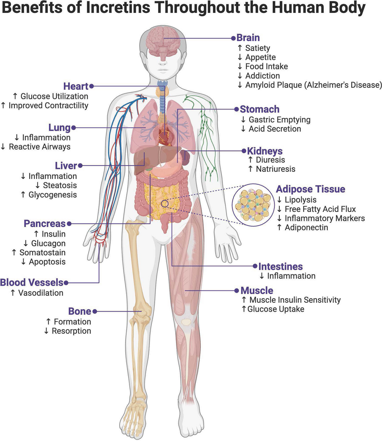 Curbing the Obesity Epidemic: Should GLP-1 Receptor Agonists Be the Standard of Care for Obesity?