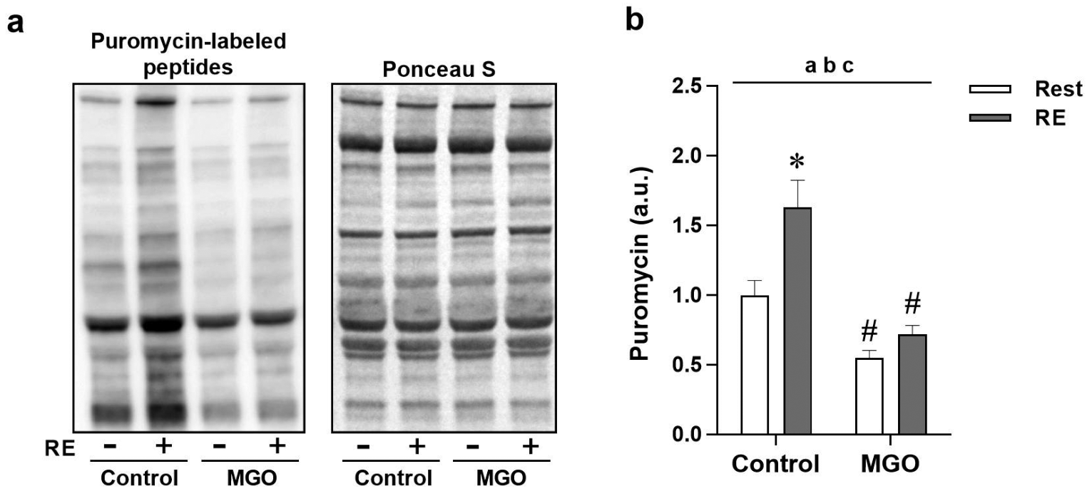 Methylglyoxal reduces resistance exercise-induced protein synthesis and anabolic signaling in rat tibialis anterior muscle