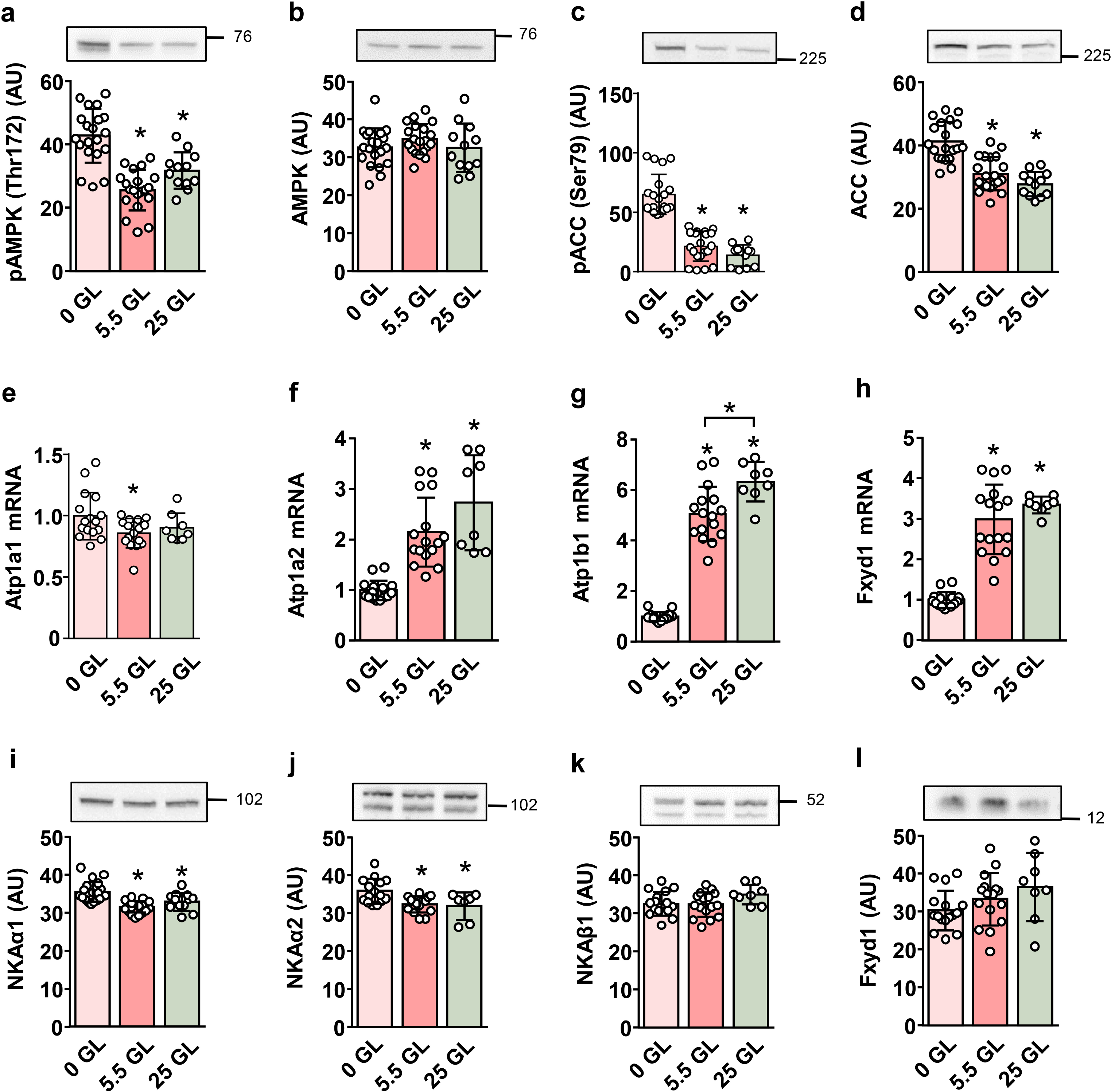 AMPK and glucose deprivation exert an isoform-specific effect on the expression of Na+,K+-ATPase subunits in cultured myotubes