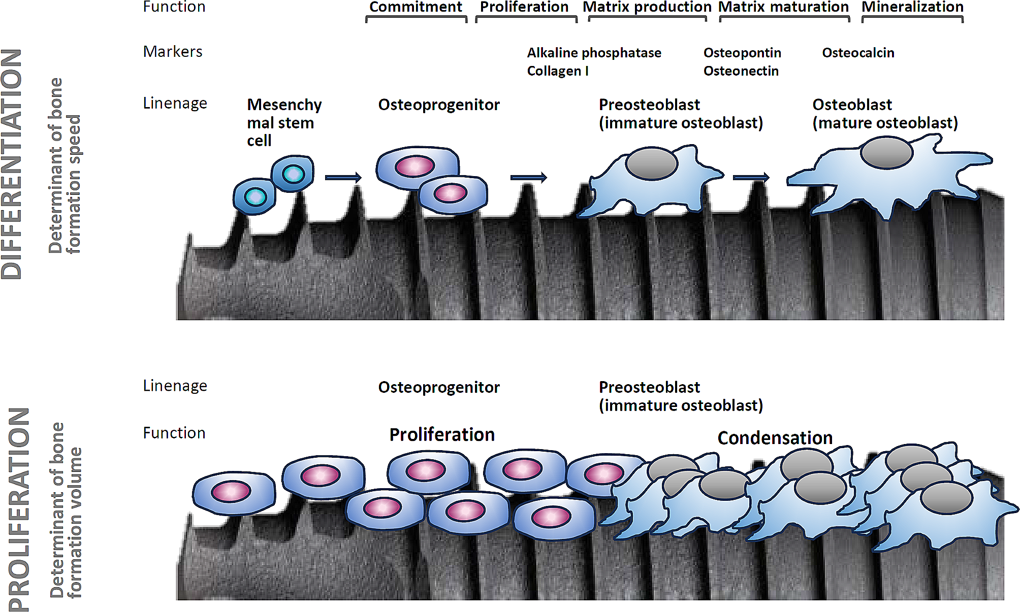 Beyond microroughness: novel approaches to navigate osteoblast activity on implant surfaces