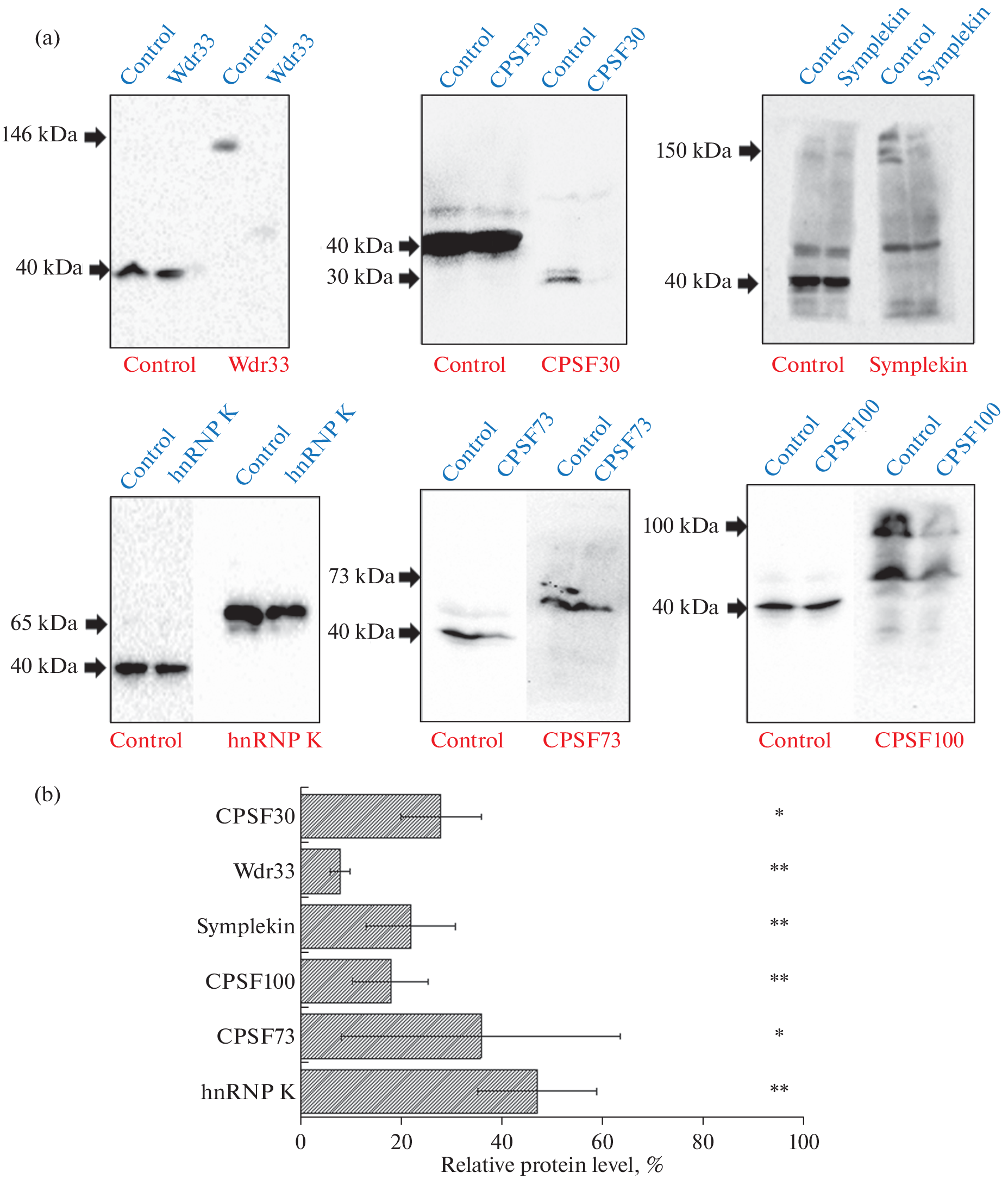 Participation of Proteins of the CPSF Complex in Polyadenylation of Transcripts Read by RNA Polymerase III from SINEs