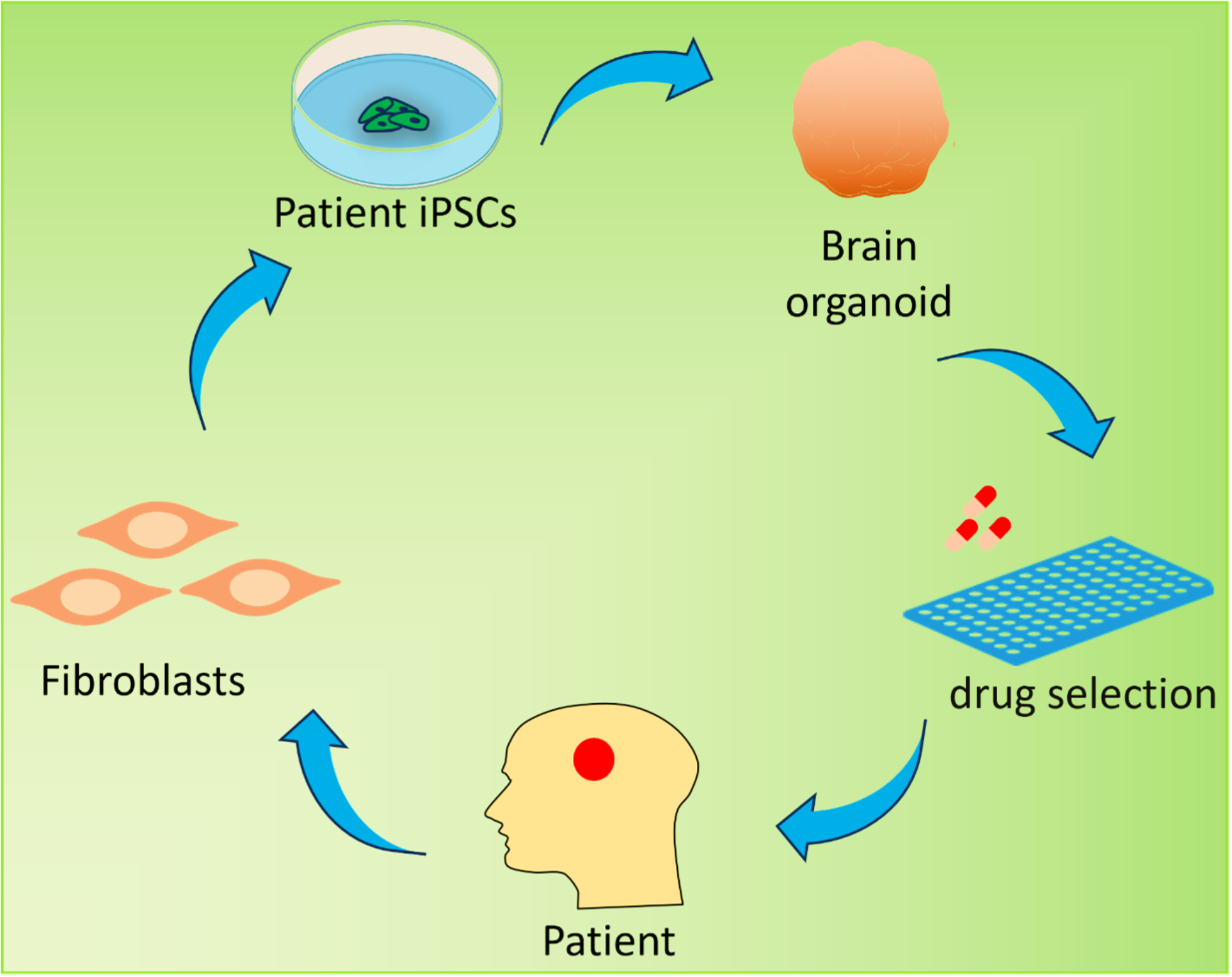 Research progress of brain organoids in the field of diabetes